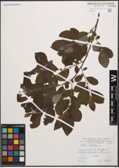 Foto von Salix cinerea L.
